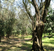 La Piana di Gioia Tauro: giardino o cimitero?